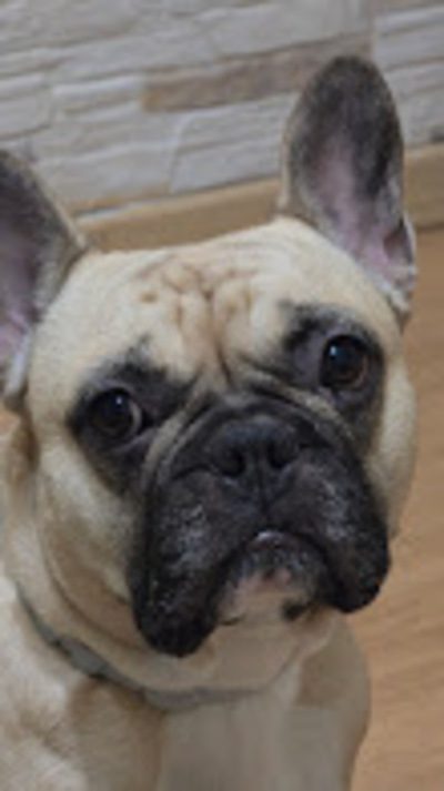 vou consigo mudancas e pets - blog